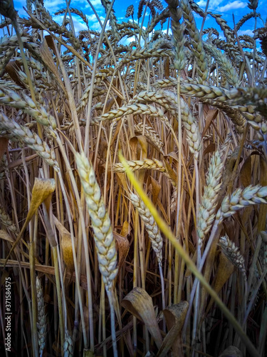 Endless field of ripe golden wheat with ripe ears against the blue sky.