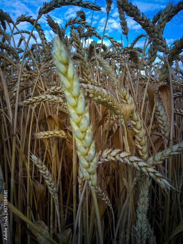Endless field of ripe golden wheat with ripe ears against the blue sky.