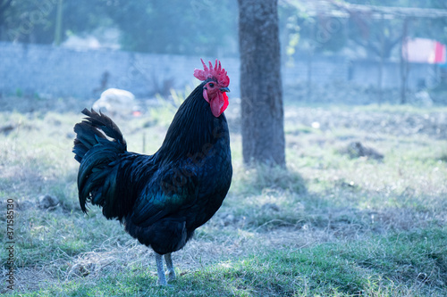 rooster on the grass