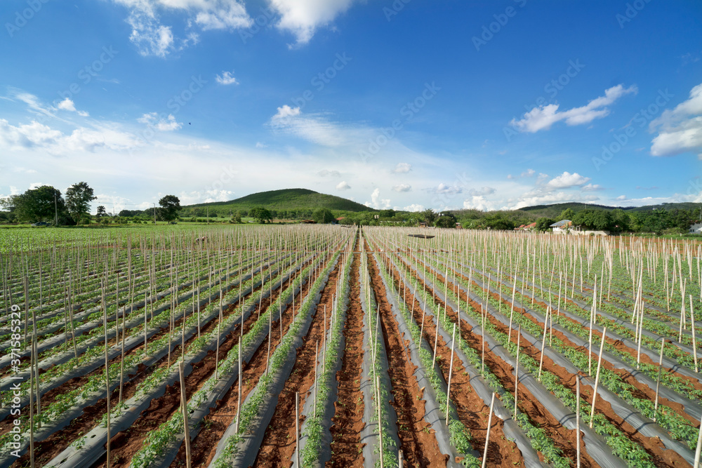 row of young tomato in farmland,agricultural landscape