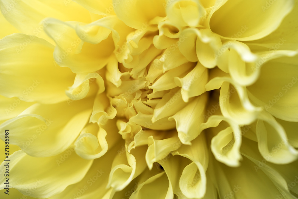 Macro image yellow Dahlia flower. Closeup yellow Dahlia flower Macro image yellow Dahlia flower. Closeup yellow Dahlia flower