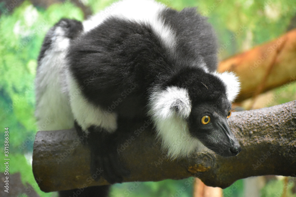 Obraz premium エリマキキツネザル