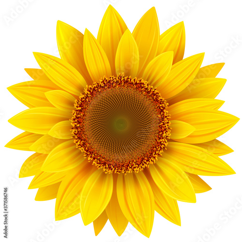 Sunflower isolated, yellow summer flower vector illustration.