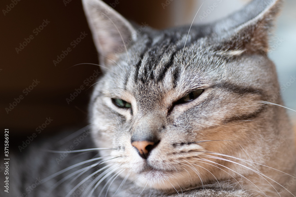 見つめる猫 サバトラ猫 見つめる猫 サバトラ猫
