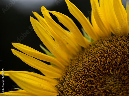 Słonecznik złoty słonecznik słoneczny słonecznik  © Magdalena