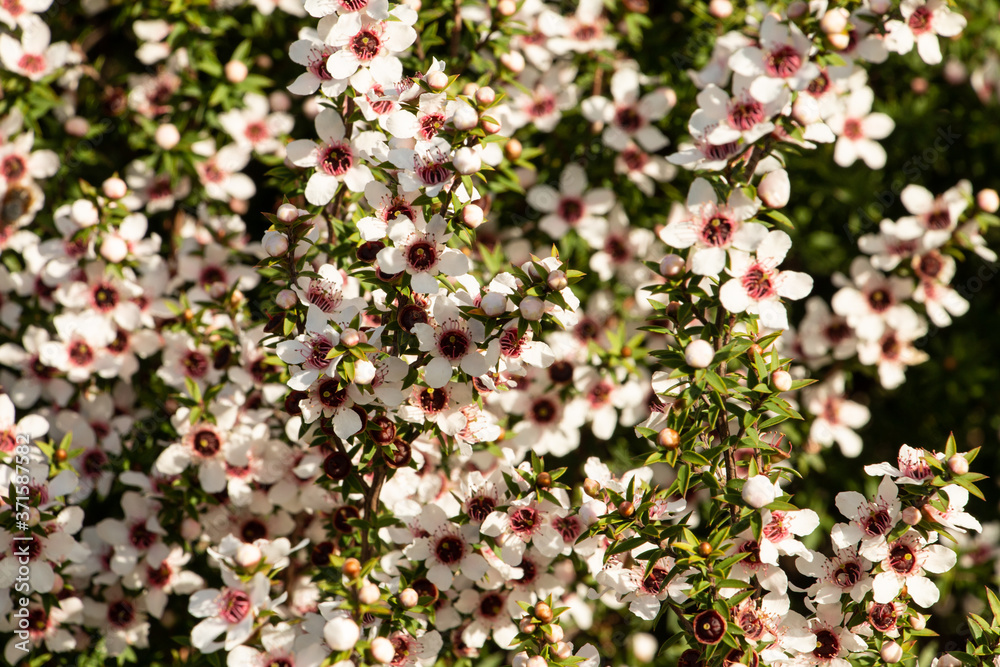 Manuka flowers, manuka blossom, New Zealand native manuka plant the source of manuka honey Manuka flowers, manuka blossom, New Zealand native manuka plant the source of manuka honey
