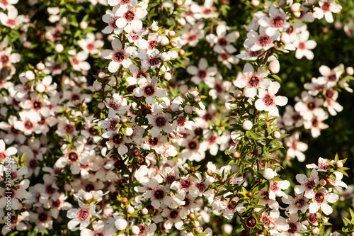 Manuka flowers, manuka blossom, New Zealand native manuka plant the source of manuka honey