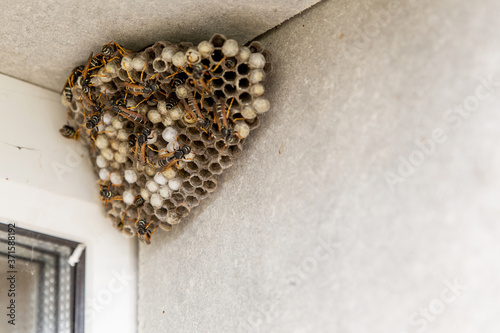 A large hornet's nest. You can see empty and filled cells and wasp insects. The nest is hangs in the window opening of the house.