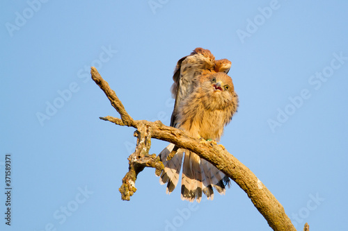 Cernícalo primilla (Falco naumanni), estirando el ala sobre la rama con fondo azul. photo