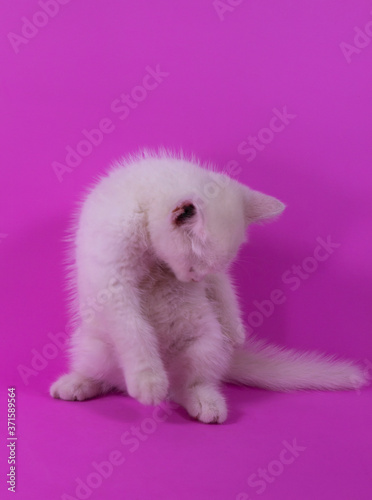 White cute small kitten on pink background © Valerii Evlakhov