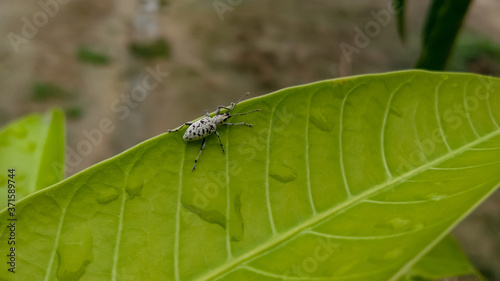 Close up photograph of tiny insect on the green leaf