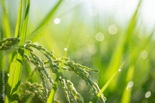 Paddy field with beautiful water drops shining against the sun