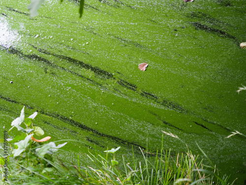 poisonous blue algae