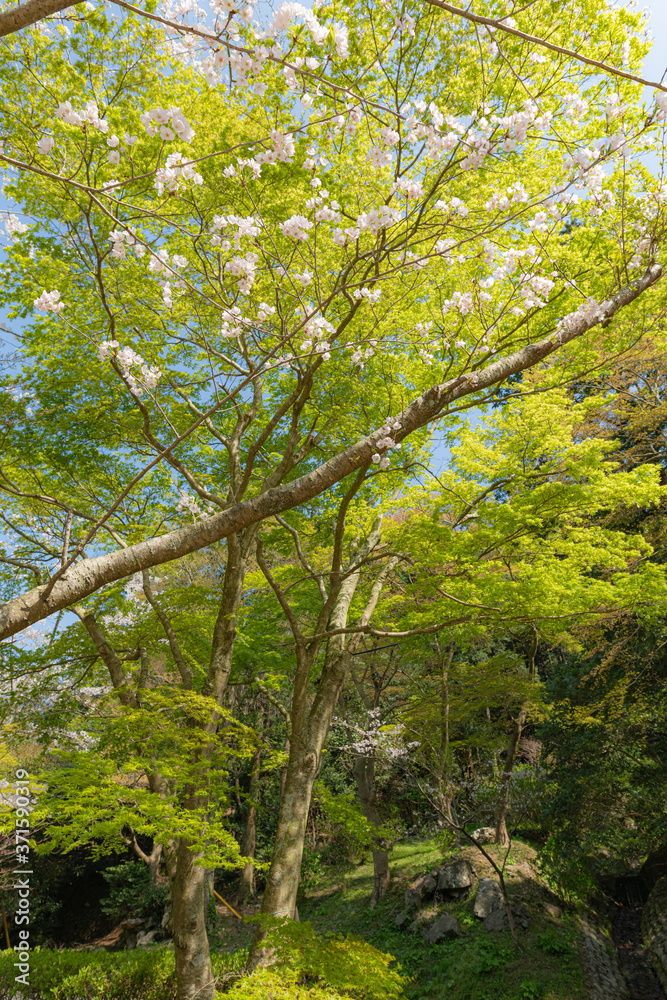Fototapeta premium 青紅葉