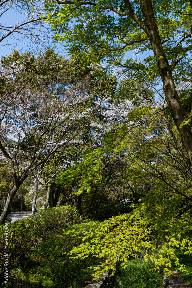 Fototapeta premium 青紅葉