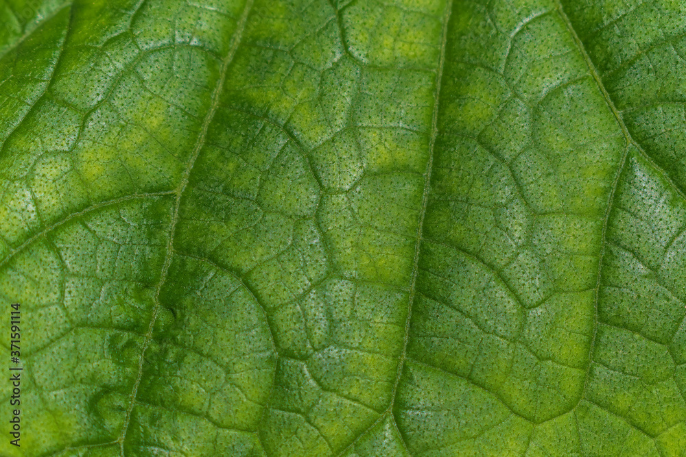 Green leaf for the backdrop. Close-up. Pattern on the leaf.
Green leaf for the backdrop. Close-up. Pattern on the leaf.