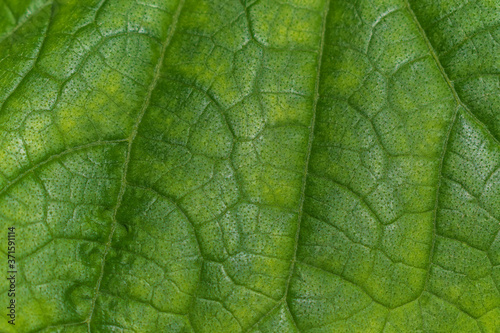 Green leaf for the backdrop. Close-up. Pattern on the leaf. 