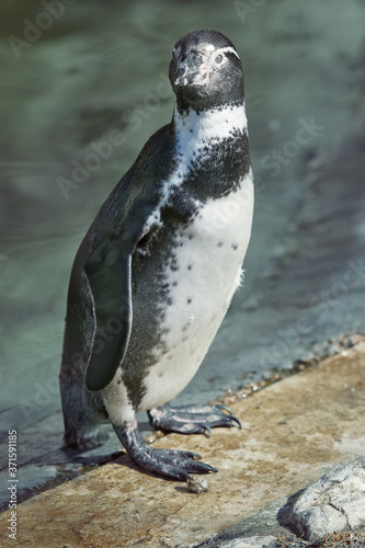 Humboldt penguin isolated close up against lake background