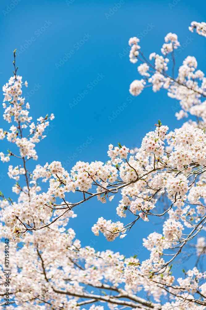 日本の春を告げるソメイヨシノ