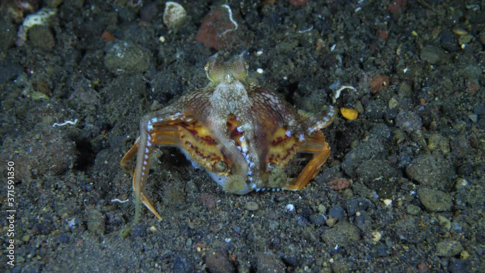Coconut octopus (Amphioctopus marginatus) caught a crab and feeding on it. Underwater video. Diving in Tulamben, Bali, Indonesia. Coconut octopus (Amphioctopus marginatus) caught a crab and feeding on it. Underwater video. Diving in Tulamben, Bali, Indonesia.