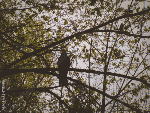 A silhouette of a crow sitting on a tree with black and green tones. 