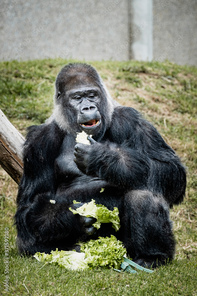 Portrait d'un gorille des plaines de l'ouest