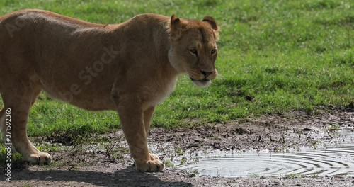 lionesse, Panthera leo, walking to water hole drinking. photo