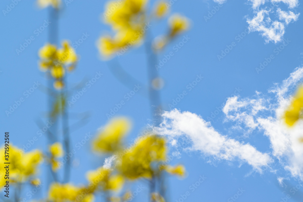 菜の花 菜の花