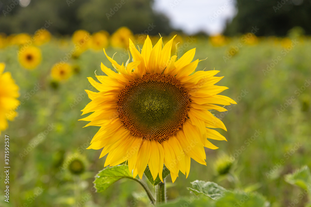 A Close Up of a Sunflower A Close Up of a Sunflower