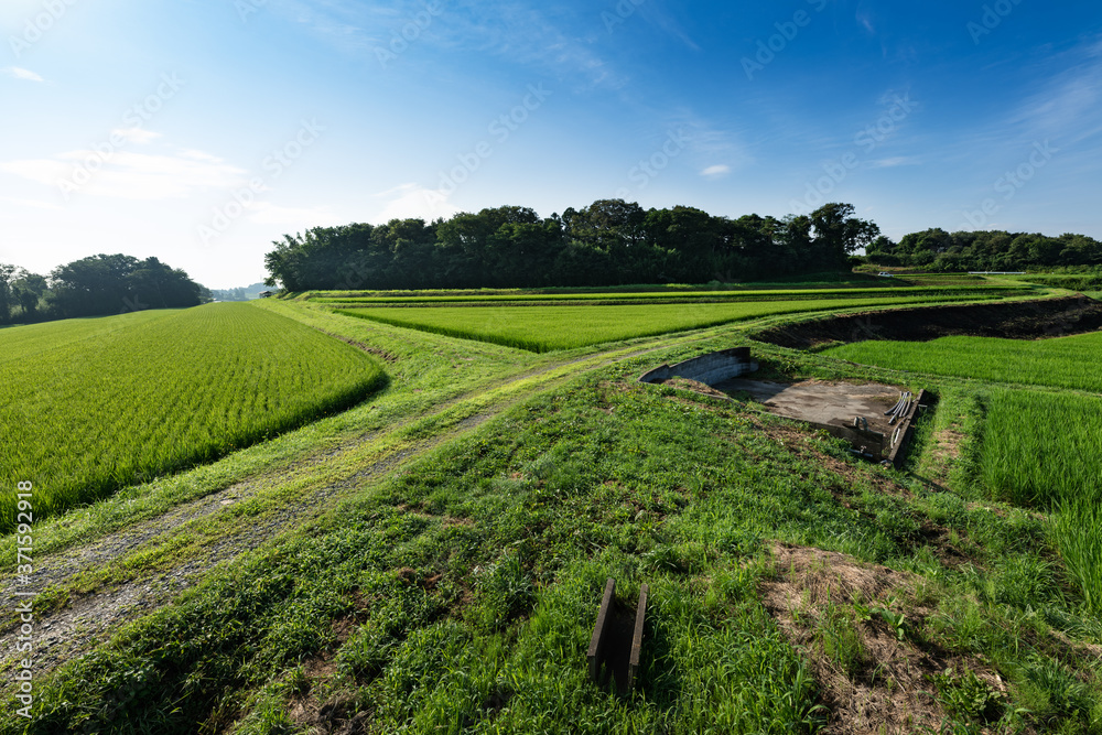 日本の主食お米　出穂期の棚田の風景