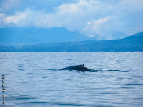 Humpback whale in the Pacific Ocean near Vancouver on a beautiful summer day.  © Jarmo