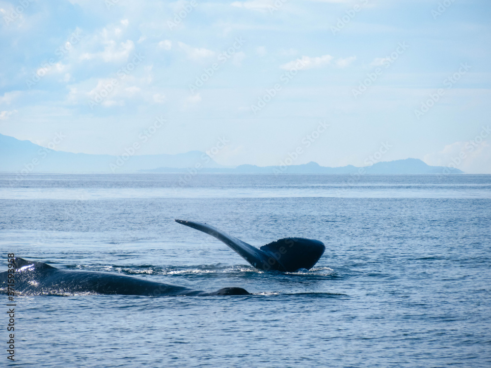 Fototapeta premium Humpback whales in the Pacific Ocean near Vancouver on a beautiful summer day. 