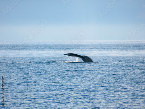 Humpback whale in the Pacific Ocean near Vancouver on a beautiful summer day. 