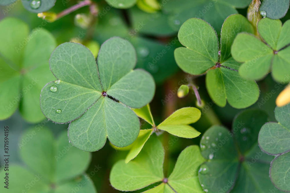 Feuille d'oxalis
