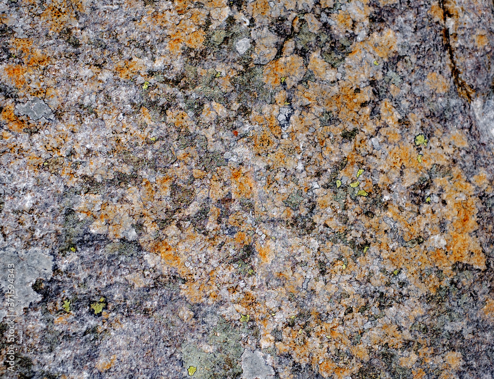 mosses and lichens on the stone mosses and lichens on the stone