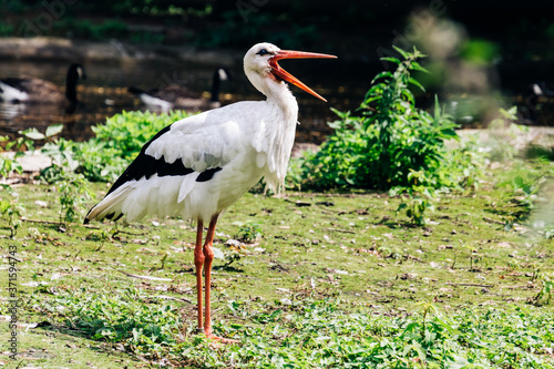 White and black stork with an open beak, standing on both legs