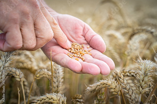 Ackerbau - Ernährung, Hände halten reife Weizenähren. © Countrypixel