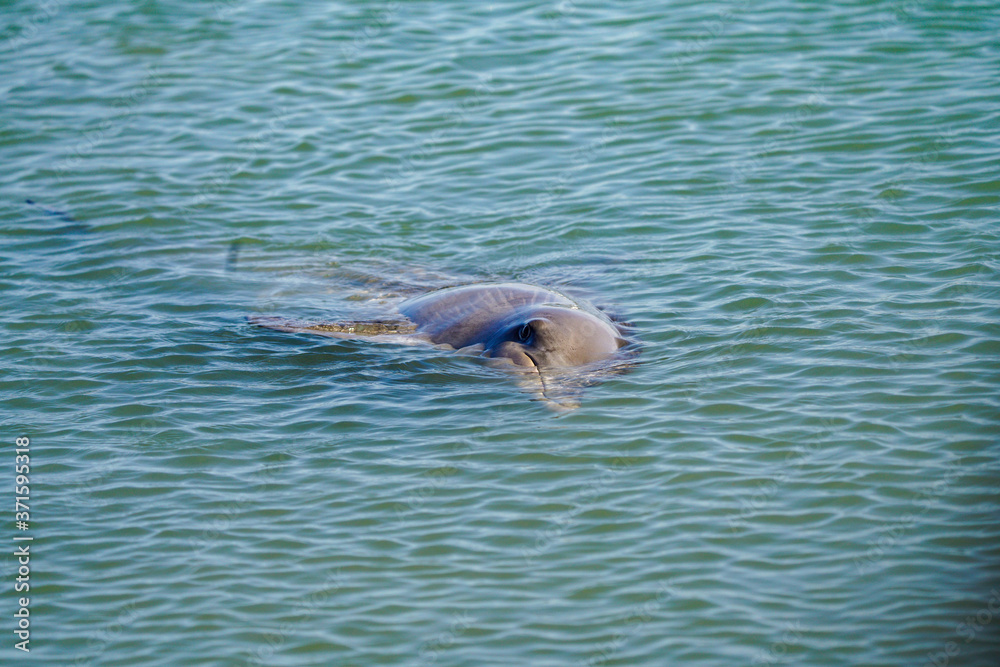 Obraz premium Bottlenose Dolphin (Tursiops truncatus) Monkey Mia Western Australia