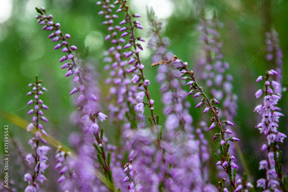 Letnie wrzosy w letni dzień