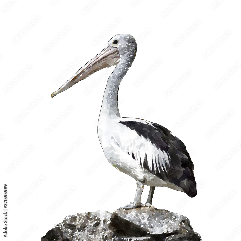 water color pelican on white background water color pelican on white background