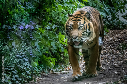 Fototapeta Naklejka Na Ścianę i Meble -  a tiger walking on a jungle path