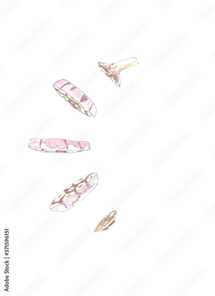 Sliced garlic. Watercolor hand drawn illustration, isolated on white background Sliced garlic. Watercolor hand drawn illustration, isolated on white background