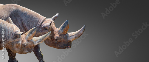 Banner with two huge and old African rhinos with big horns at grey gradient background with copy space for text