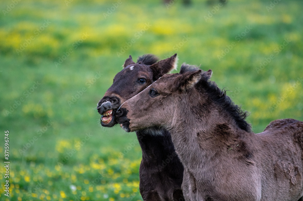 Fototapeta premium Dwa małe źrebaki bawiące się na łące