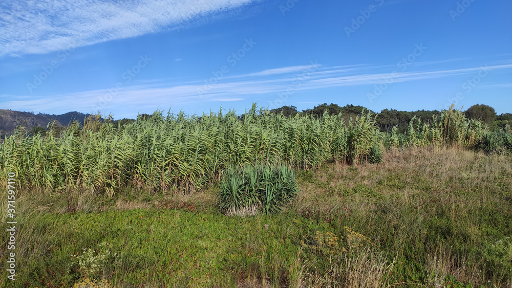 Green canes in a field near the sea at Marinhas, Esposende, Portugal.