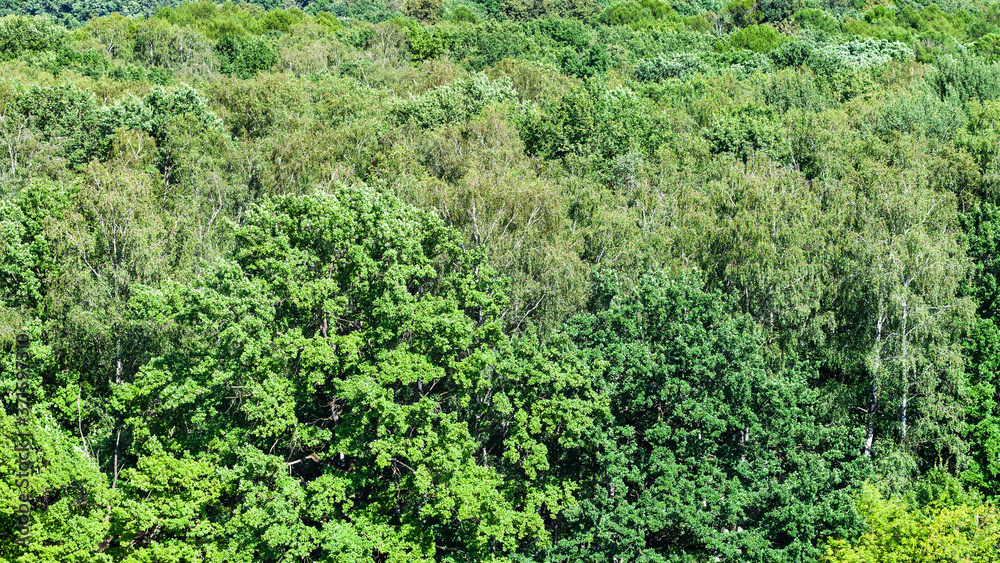 above view of oak tree with lush foliage in green forest on sunny summer day above view of oak tree with lush foliage in green forest on sunny summer day