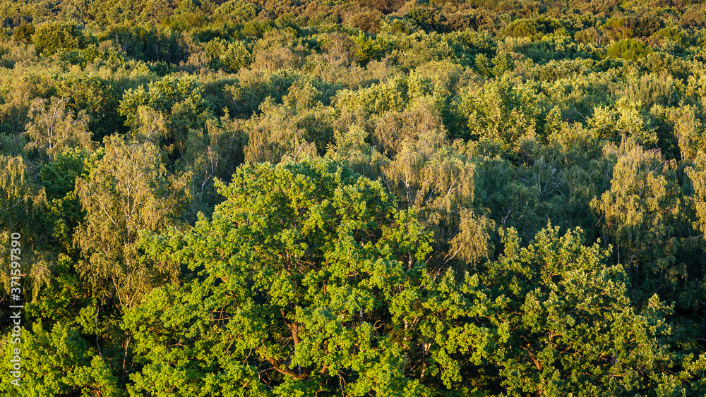 above view of oak tree with lush foliage in green forest in sunny summer evening above view of oak tree with lush foliage in green forest in sunny summer evening