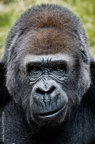 Portrait d'un gorille des plaines de l'ouest