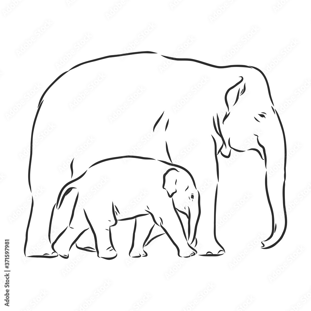 Fototapeta premium Baby elephant in outline style isolated on white background, vector illustration