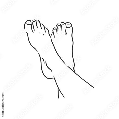 Human woman bared feet line drawing. Vector illustration sketch